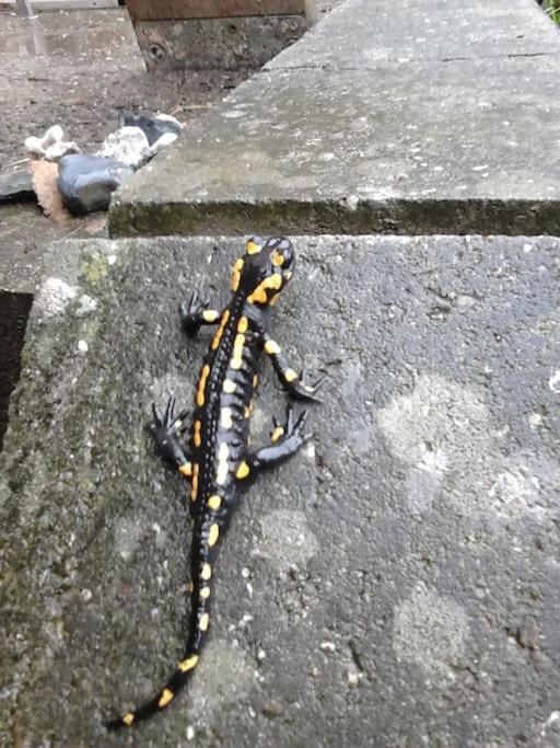 Ferienwohnung Salamander Pirna Luaran gambar